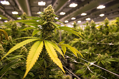 illinois-recreational-marijuana-establishment