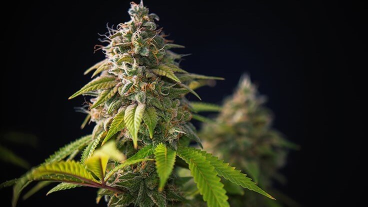 state-of-illinois-retail-marijuana-security