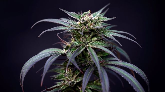 medical-cannabis-massachusetts-security